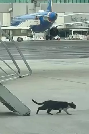 一只厚脸皮的猫溜上了瑞安航空的航班，导致机场延误了两天